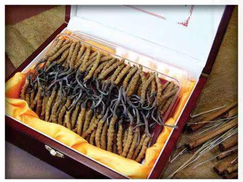 巴州冬虫夏草回收